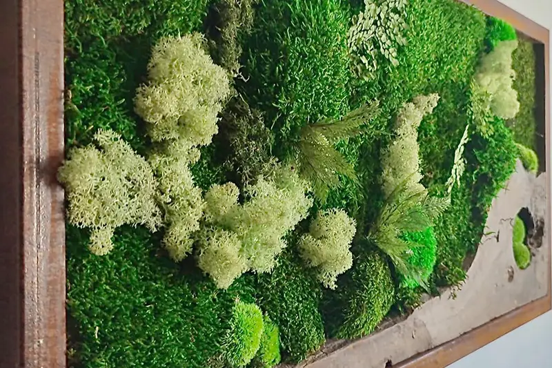 cadre-vegetal-stabilise-rodez